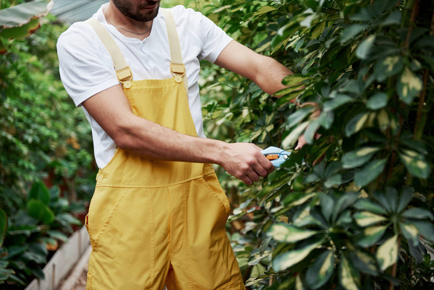 Bearded guy working. Having job in garden full of beautiful green plants. - Fotografie, Obrázek