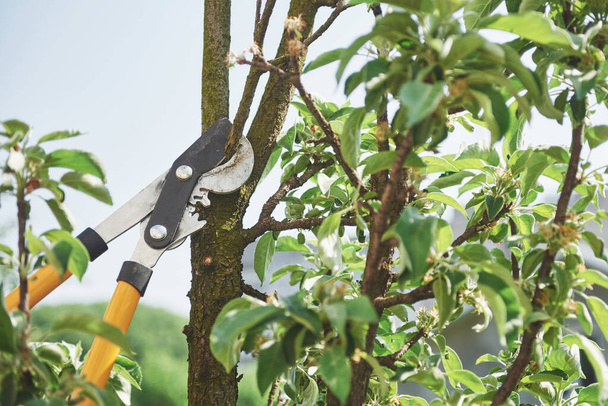 Profesjonalny ogrodnik w pracy ścina drzewa owocowe - Zdjęcie, obraz