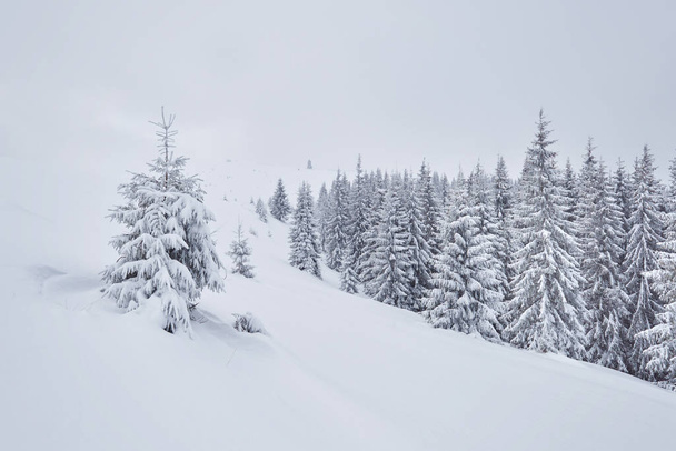 Fairy winter landscape with fir trees and snowfall. Christmas greetings concept. - Φωτογραφία, εικόνα