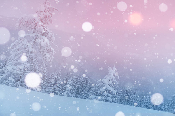 Rejtélyes táj fenséges hegyek télen. Varázslatos havas fa. Fényképes üdvözlőlap. Bokeh fényeffektus, lágy szűrő. Kárpátok Ukrajna Európa. - Fotó, kép