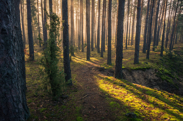 霧の多い晴れた日の秋の森、チョジョウスキー風景パー - 写真・画像