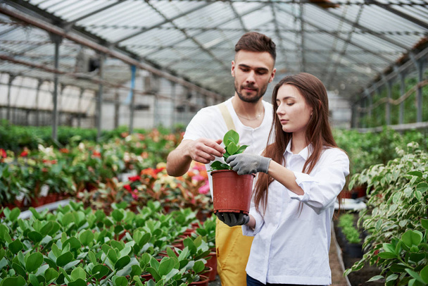 Couple of florists at work. Girl holding vase with green plant. - Foto, Imagem