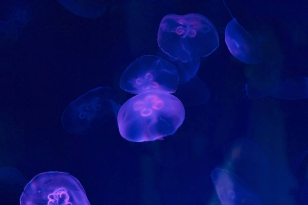 Muchas medusas fluorescentes bajo el agua fondo desenfocado. Azul.
 - Foto, Imagen