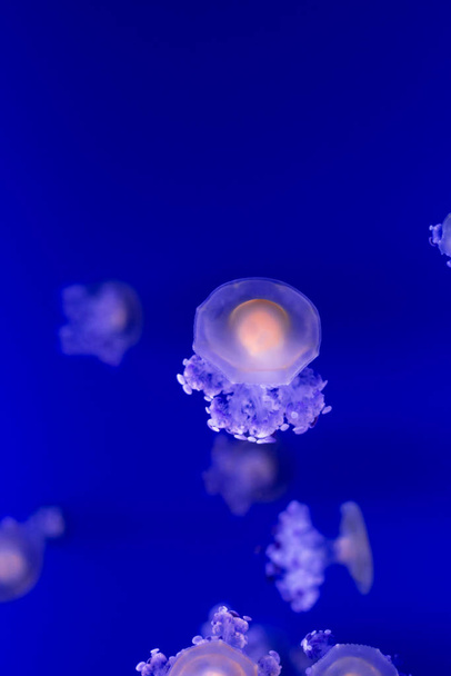 Medusas bajo el agua. Color Azul del año 2020. Sealife anima
 - Foto, imagen