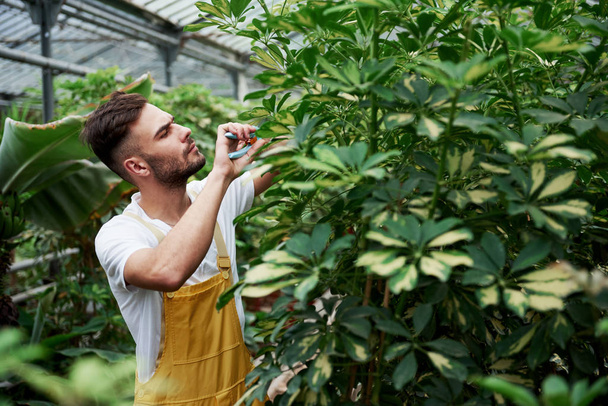 Gorgeous high plants. Attractive stylish bearded man works in hothouse. - Fotografie, Obrázek