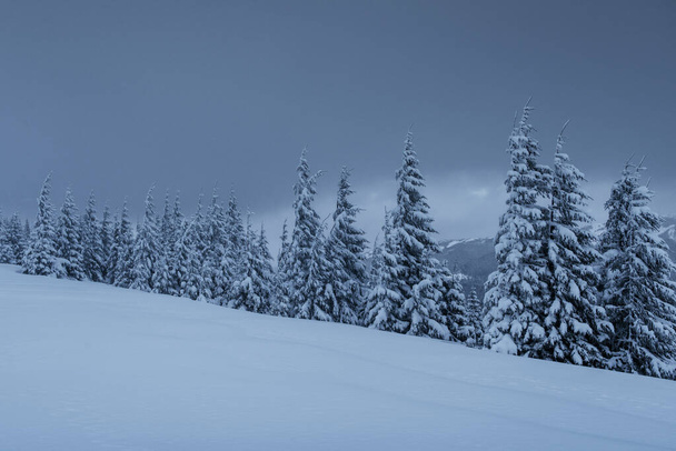 雄大な冬の風景は、木々の雪で覆われた松林。嵐の前の穏やかな、暗い雲の劇的なシーン。. - 写真・画像