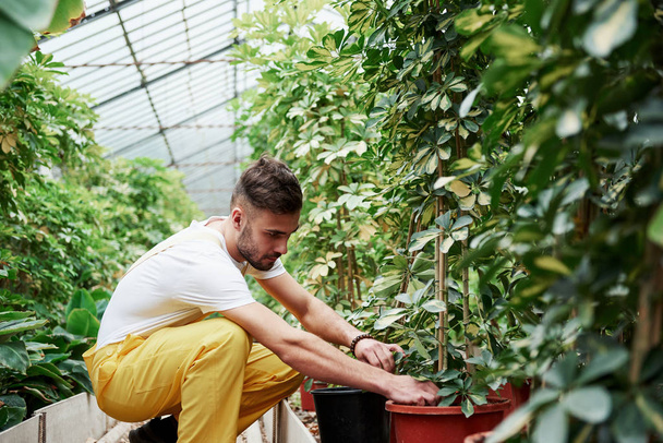 Skilled male bearded farmer working with plants in a greenhouse. - Valokuva, kuva