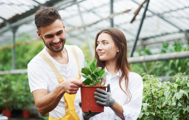 Couple of lovely garden workers in job clothes taking care of plant in the pot in the greenhouse. - 写真・画像