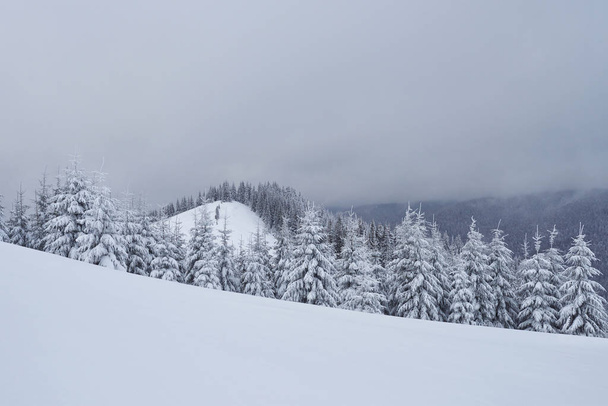 Morning winter calm mountain landscape with beautiful frosting fir trees and ski track thrue snowdrifts on mountain slope Carpathian Mountains, Ukraine - 写真・画像