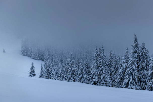 majestätische Winterlandschaft, Kiefernwald mit schneebedeckten Bäumen. eine dramatische Szene mit niedrigen schwarzen Wolken, eine Ruhe vor dem Sturm. - Foto, Bild