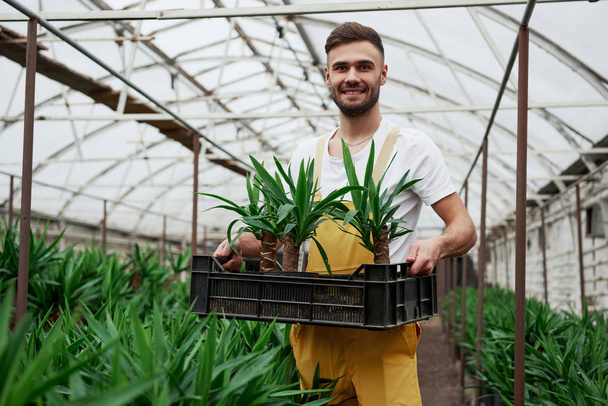 Attractive young bearded guy holds the box with three dracenas in vases. - Foto, Imagen
