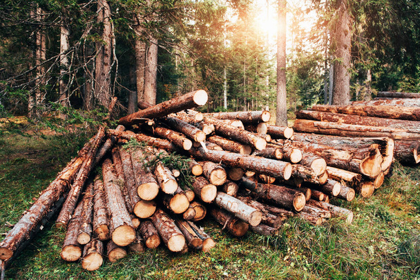 Sunlight through the trees. Freshly harvested wooden logs stacked in a pile in the green forest. - Photo, Image
