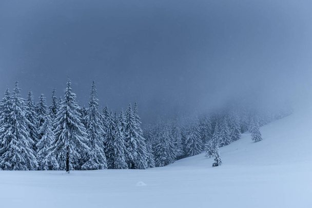Majestic winter landscape, pine forest with trees covered with snow. A dramatic scene with low black clouds, a calm before the storm. - Photo, image