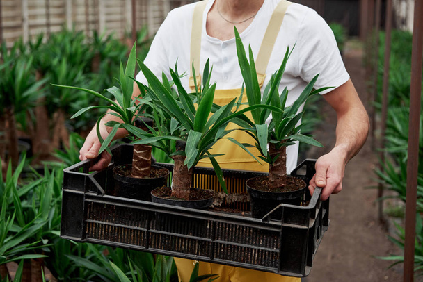 Man in the garden wear holds the box with three dracenas in vases. - Fotó, kép