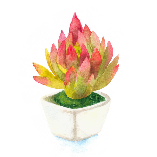 Beautiful bright watercolor succulent cactus in a pot for an illustration. On an isolated background - Photo, image