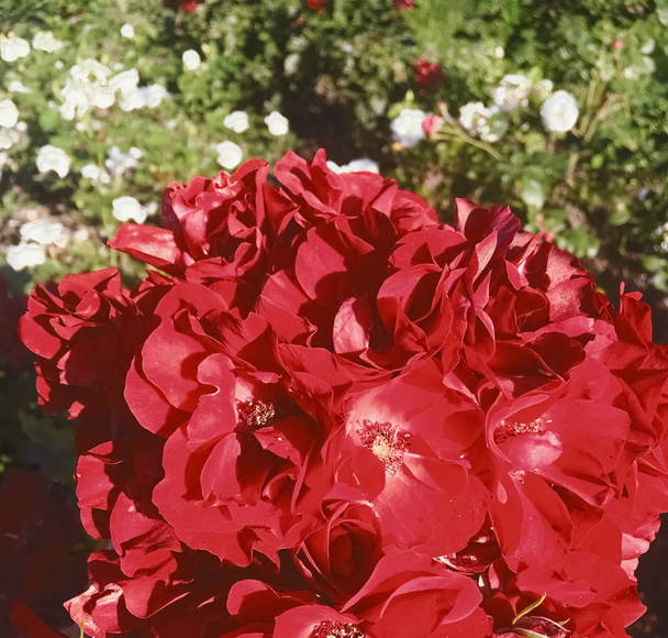 Rode bloeiende tuin Rose bloem bij zonsondergang, Floral schoonheid blauw - Foto, afbeelding