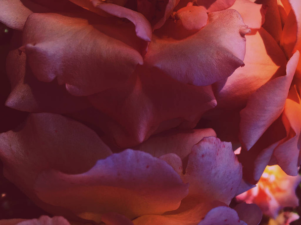 Wonderful blooming rose flower at sunset, floral beauty backgrou - Valokuva, kuva