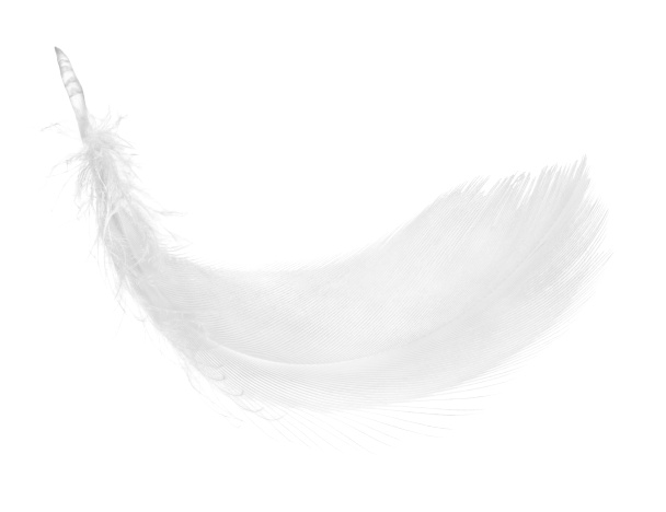 Серые перья
. - Фото, изображение