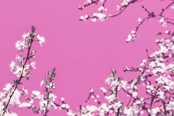 ピンクの背景に花の抽象芸術、ヴィンテージ桜の花i - 写真・画像