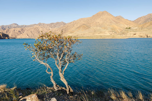 arbre solitaire sur la rive de la rivière Naryn
 - Photo, image