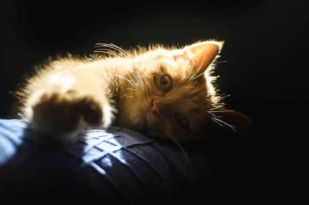 Retrato detalhado de um gatinho de gengibre com uma silhueta brilhante brilhante em um fundo preto
 - Foto, Imagem