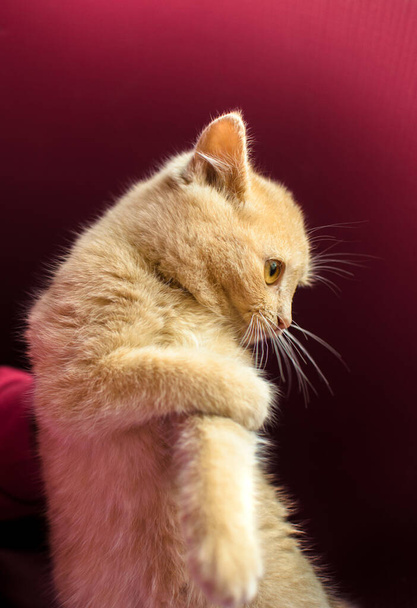 Juguetón gatito jengibre se juega sobre un fondo rojo
 - Foto, Imagen