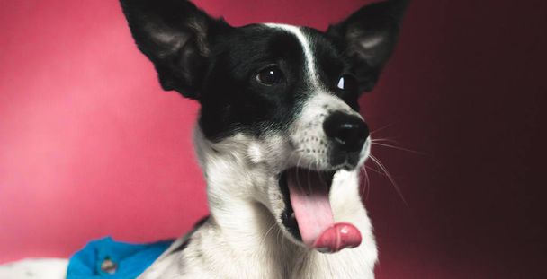 Basenji dog funny yawns with his mouth open and shows a long tongue on a simple red-raspberry background - Photo, Image