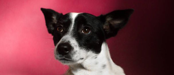 Engedelmes és szomorú basenji kutya nagy fülekkel egy egyszerű vörös-bíbor háttér, portré - Fotó, kép