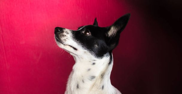美しい赤の背景に大きな耳を持つBasenji犬,プロフィールのイラストの肖像画 - 写真・画像