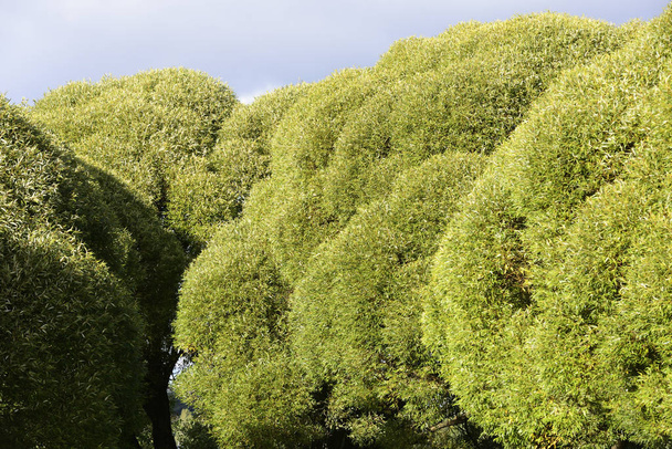 densas coronas verdes de árboles
 - Foto, imagen