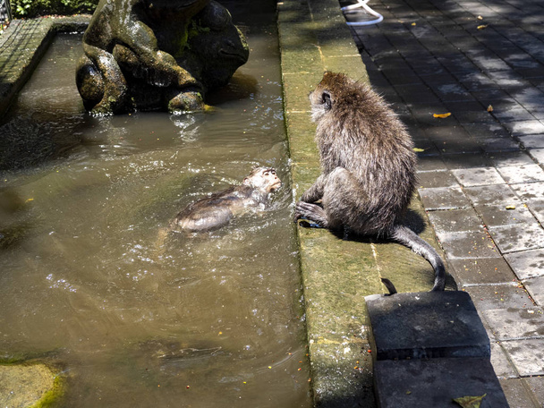 Uzun kuyruklu Macaque, Macaca fascicularis, su tankında yıkanmış, Ubud, Bali, Endonezya - Fotoğraf, Görsel