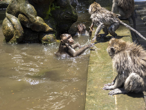 Macaque à longue queue, Macaca fascicularis, baigné dans un réservoir d'eau, Ubud, Bali, Indonésie
 - Photo, image