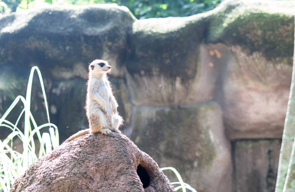 любопытный сурикат, стоящий на скале в дикой природе
 - Фото, изображение