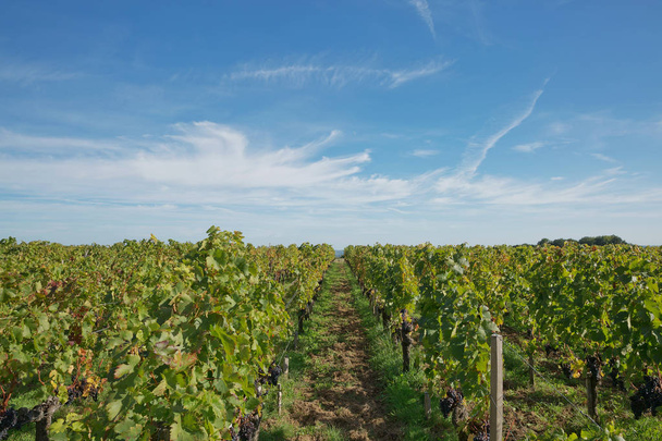Uvas en el viñedo en el sur de Francia en la Provenza
 - Foto, imagen