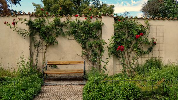 美しい夏の日に後ろに壁とバラの花で囲まれたロマンチックな古いベンチ. - 写真・画像