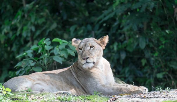 nőstény afrikai oroszlán vagy oroszlán (Panthera leo) pihenő tetején  - Fotó, kép
