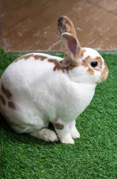 Pequeño conejo sobre hierba verde en el día de verano. Lindo conejo blanco wi
 - Foto, Imagen