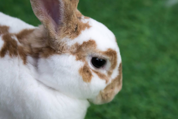 Маленький кролик на зеленой траве в летний день. Милый белый кролик
 - Фото, изображение