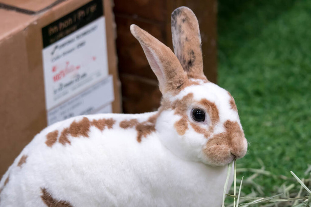 Piccolo coniglio sull'erba verde nel giorno d'estate. Carino coniglio bianco wi
 - Foto, immagini