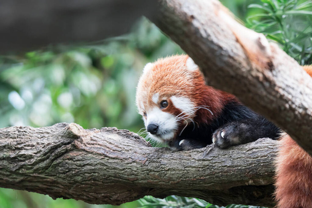 Roter Panda (ailurus fulgens). Fauler roter Pandabär im Baum - Foto, Bild