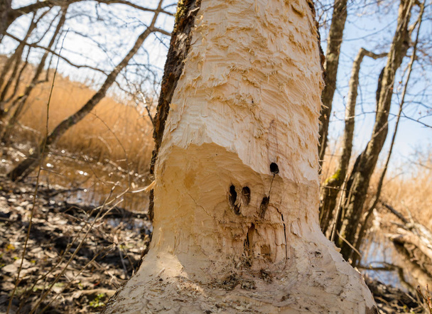 Castor - fibra de rícino - rosnou o tronco de uma árvore velha. Traços de dentes de um castor em um tronco de árvore fechar. - Foto, Imagem