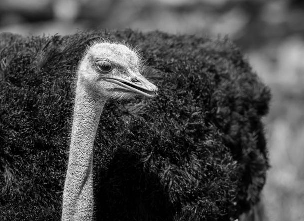 Common Ostrich, Struthio camelus, big bird walking outdoors - Photo, Image