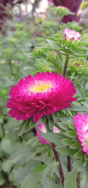 красива рожева кольорова квітка калістея
 - Фото, зображення