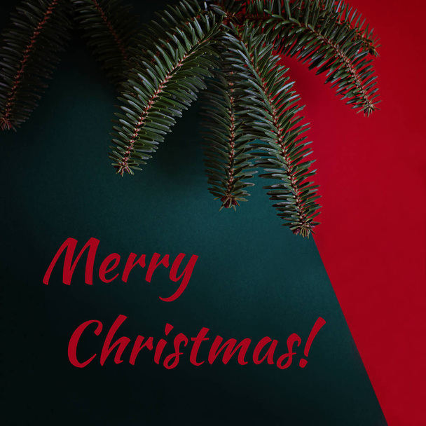 A branch of blue spruce on a red and green background. Christmas banner. - Zdjęcie, obraz