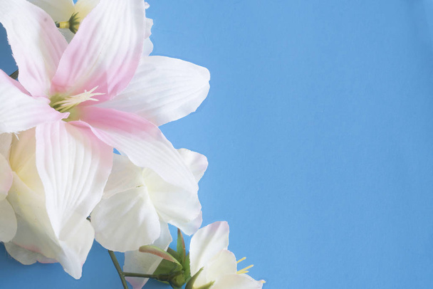 Flowers and  orchid with beautiful pink and white on a blue background . - Fotografie, Obrázek