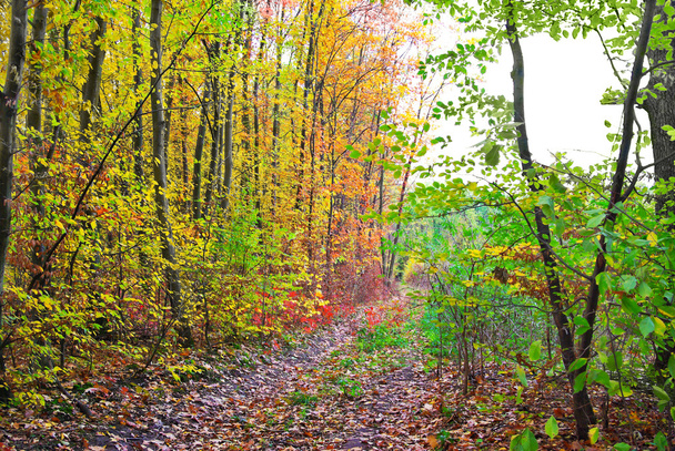 czerwona, Żółta liści na drzewach w lesie jesienią - Zdjęcie, obraz