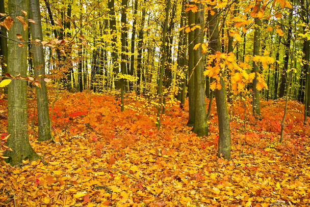 κόκκινη βαλανιδιά αφήνει στα δέντρα στο φθινόπωρο δάσος - Φωτογραφία, εικόνα