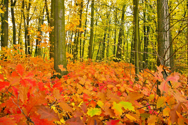 Red oak liści na drzewach w lesie jesienią - Zdjęcie, obraz