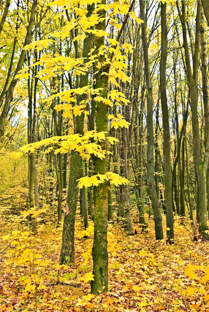 Yellowed leaves on the trees in the autumn forest - Valokuva, kuva