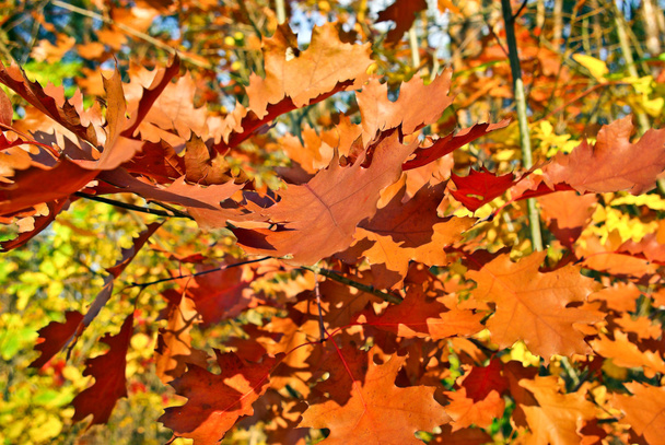 liście dębu czerwonego na oddział w lesie jesienią - Zdjęcie, obraz